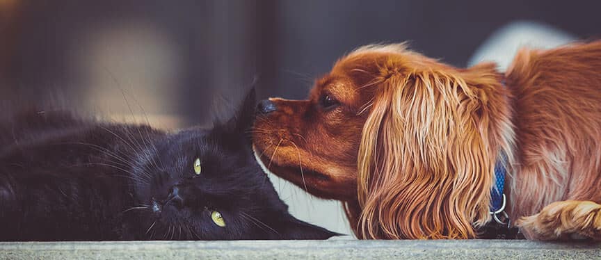 pets