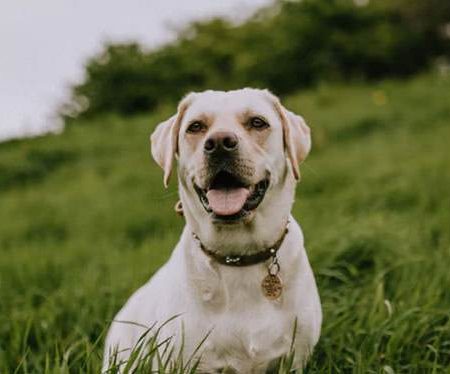 What Happens to My Pet During a Divorce?