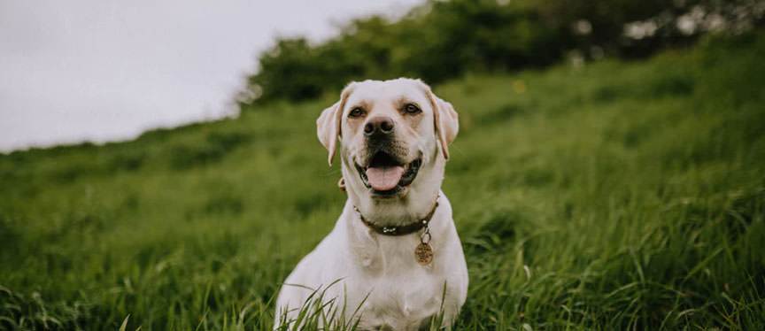 What Happens to My Pet During a Divorce?