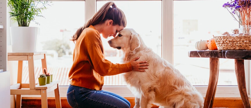 Who Gets the Pet In Divorce
